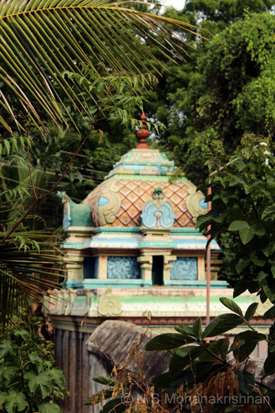 cholees-sengali-3
