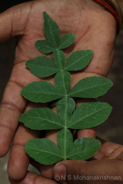 pamani-1