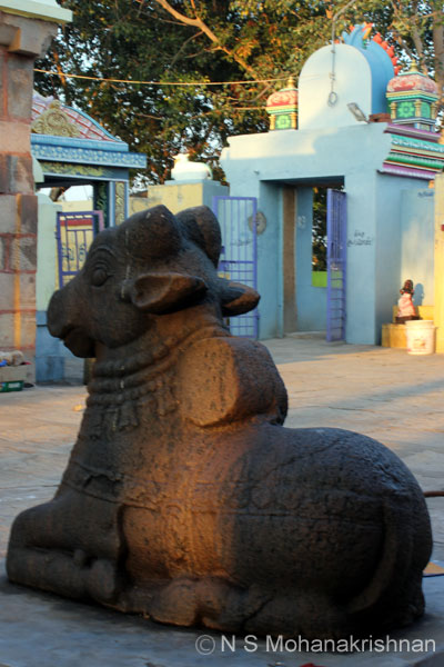 choles-thuvkdi-6